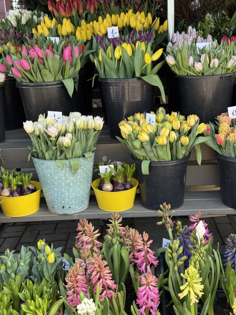 Krukor och hinkar fyllda med färgglada tulpaner och hyacinter står uppställda på hyllorna på en utomhusmarknad. Varje behållare har en liten prislapp och blommorna är i livfulla nyanser av rosa, gult, lila och vitt.