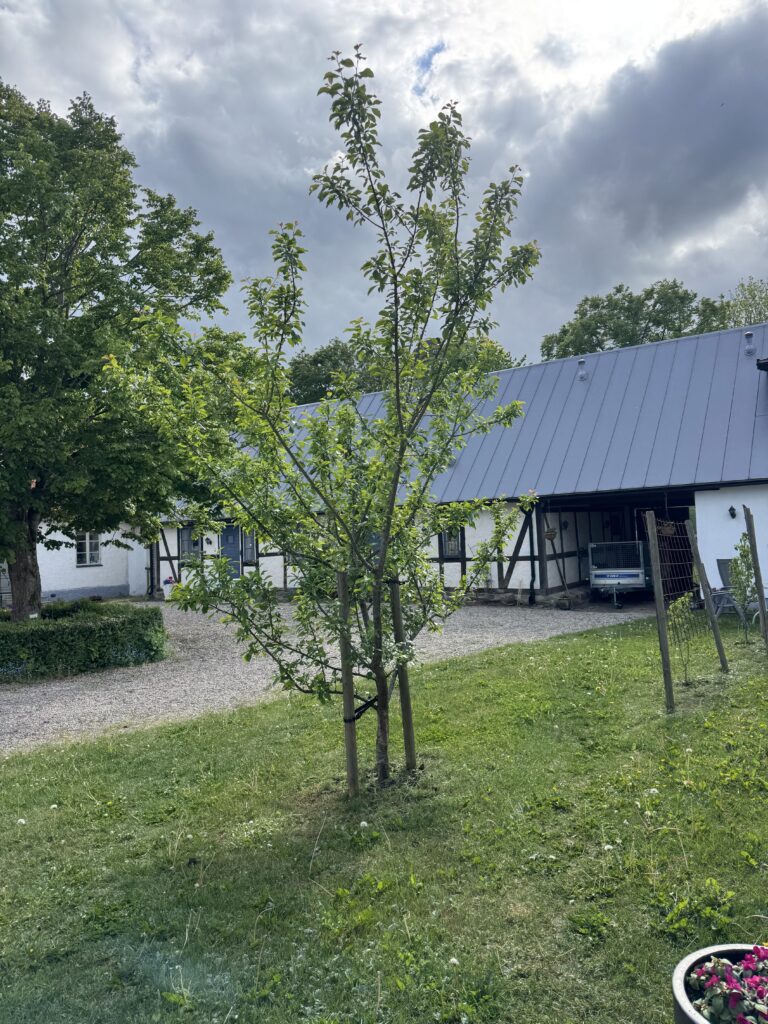 Ett ungt träd med gröna blad står på en gräsmatta framför en vit byggnad med grått plåttak, under en delvis molnig himmel. En grusad uppfart och ett annat träd syns i bakgrunden.